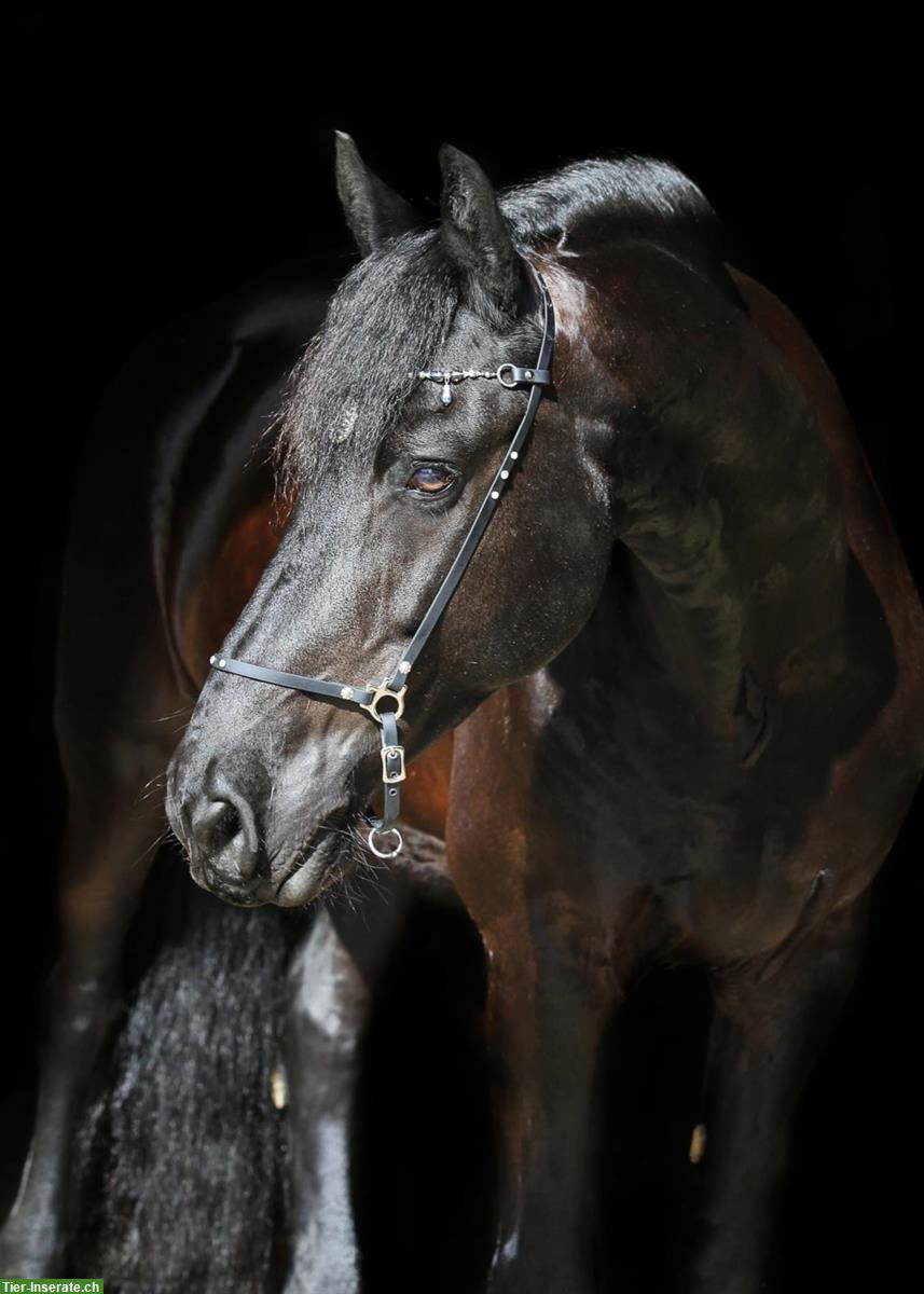 Bild 3: Suche zuverlässige Reitbeteiligung für Friesen Wallach, Aargau