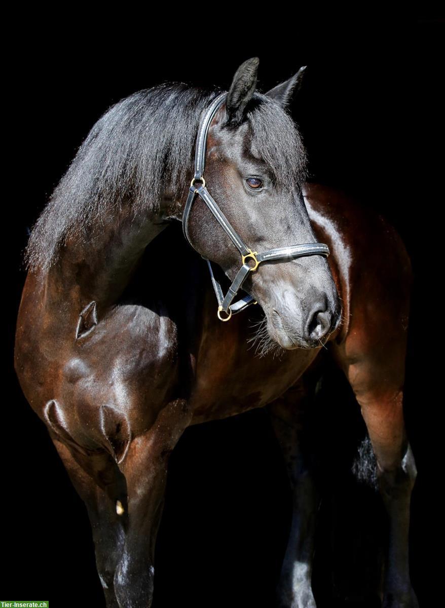 Bild 4: Suche zuverlässige Reitbeteiligung für Friesen Wallach, Aargau