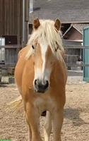 Haflinger Wallach sucht liebes Zuhause
