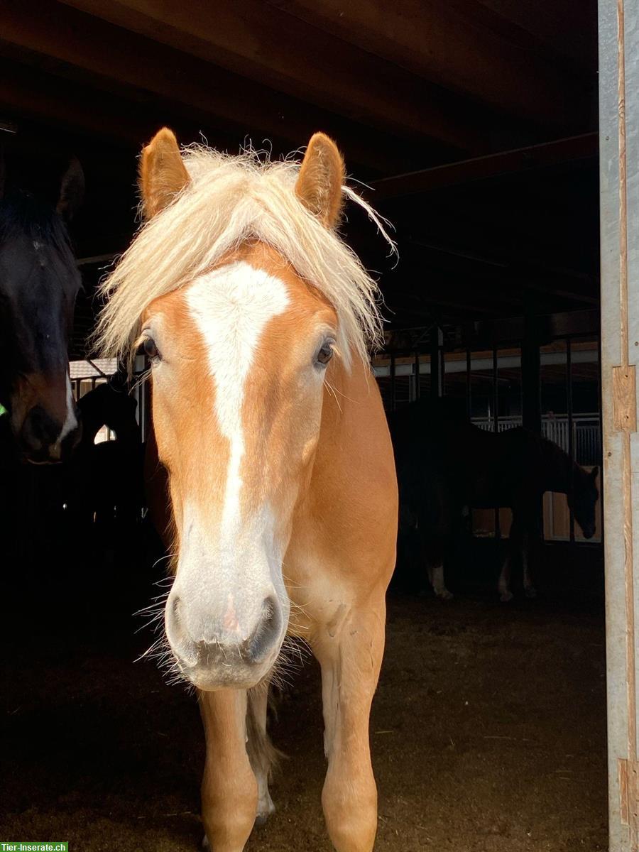 Bild 2: Haflinger Wallach sucht liebes Zuhause