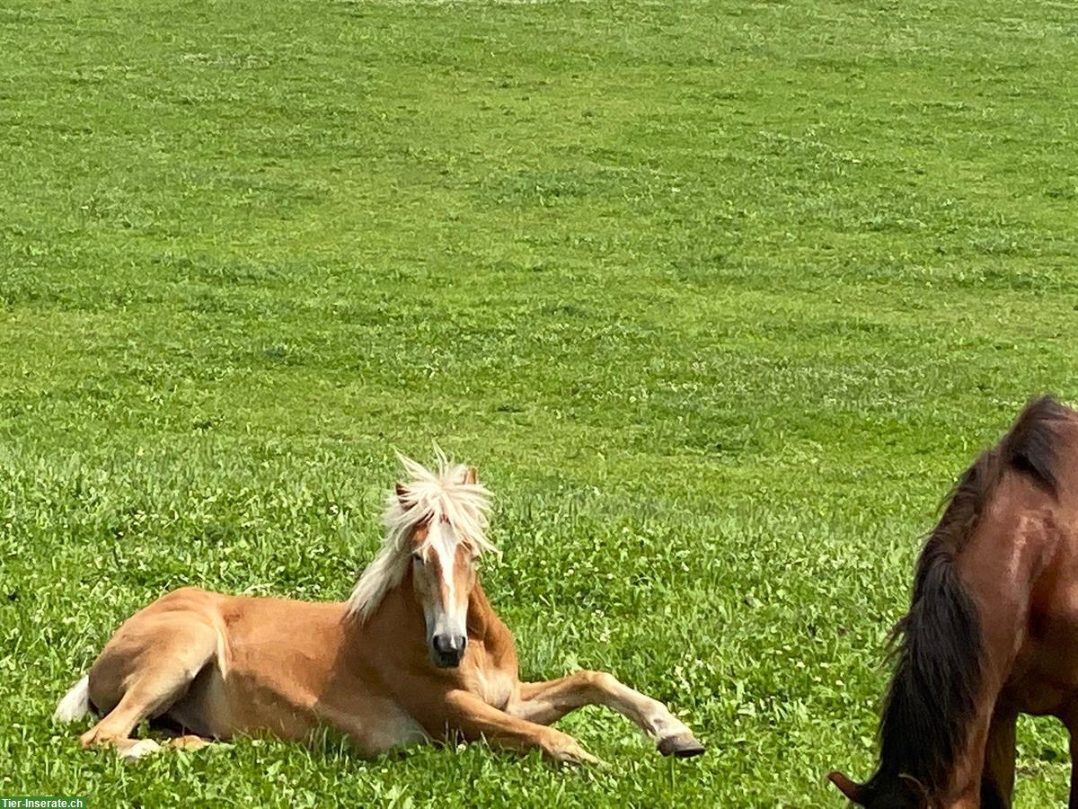 Bild 3: Haflinger Wallach sucht liebes Zuhause