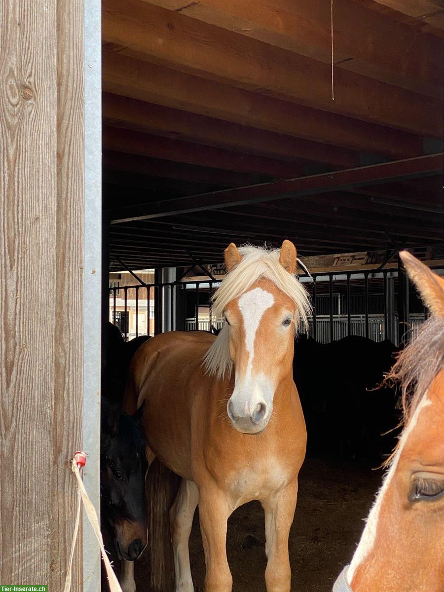 Bild 4: Haflinger Wallach sucht liebes Zuhause