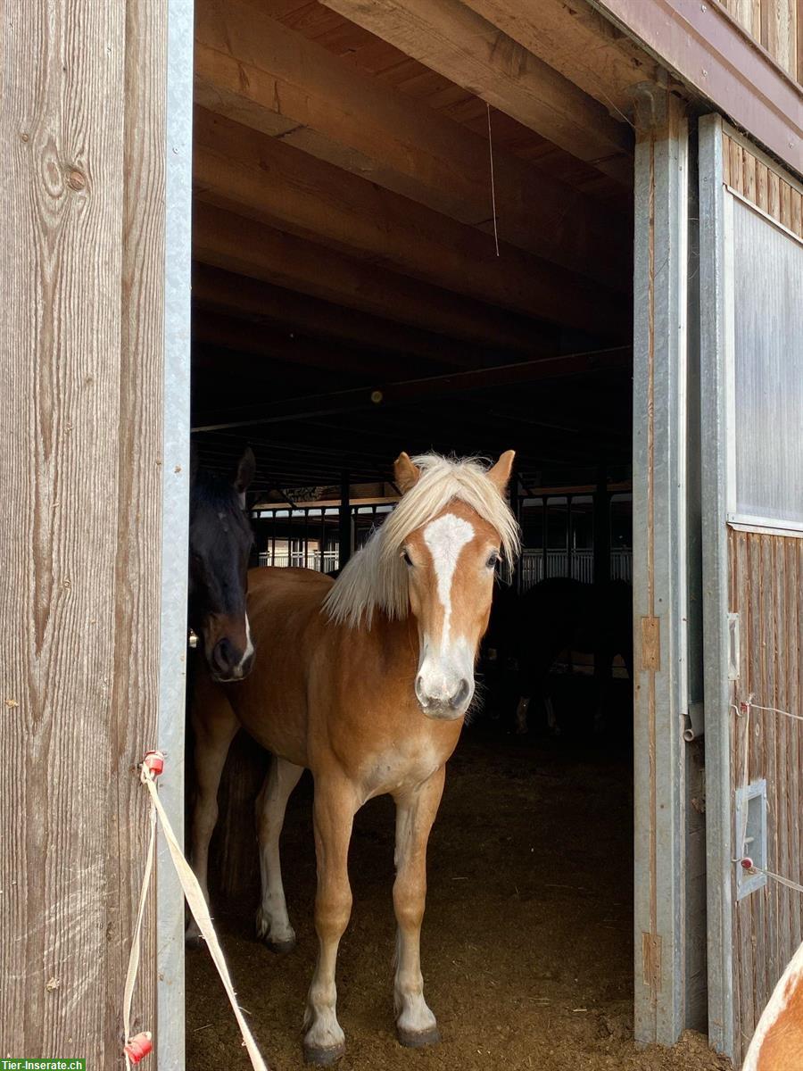 Bild 5: Haflinger Wallach sucht liebes Zuhause