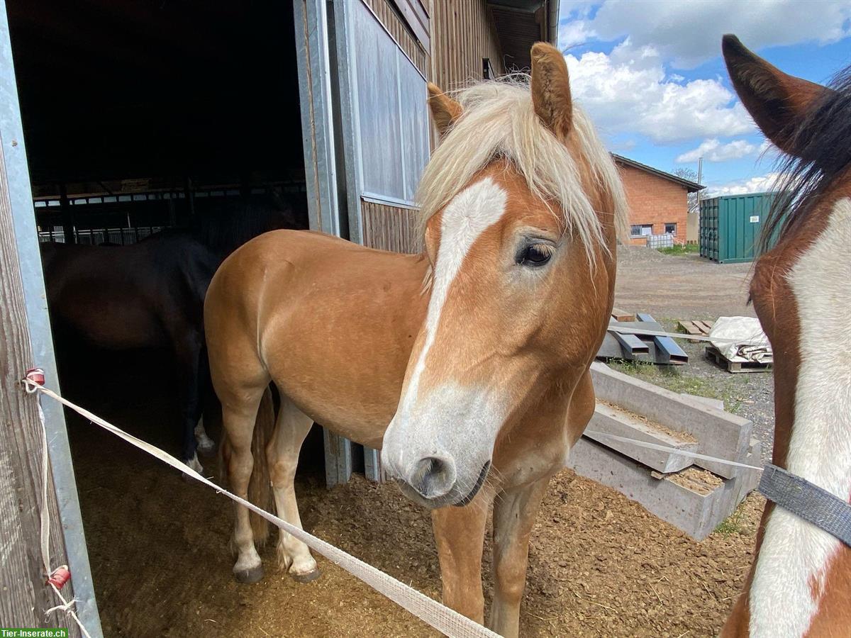 Bild 6: Haflinger Wallach sucht liebes Zuhause