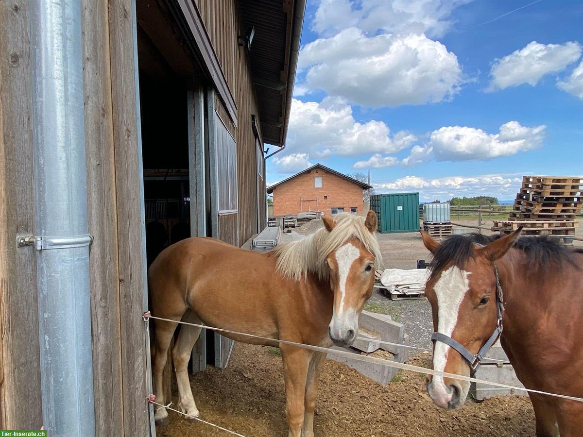 Bild 7: Haflinger Wallach sucht liebes Zuhause