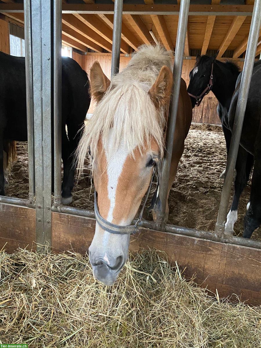 Bild 8: Haflinger Wallach sucht liebes Zuhause
