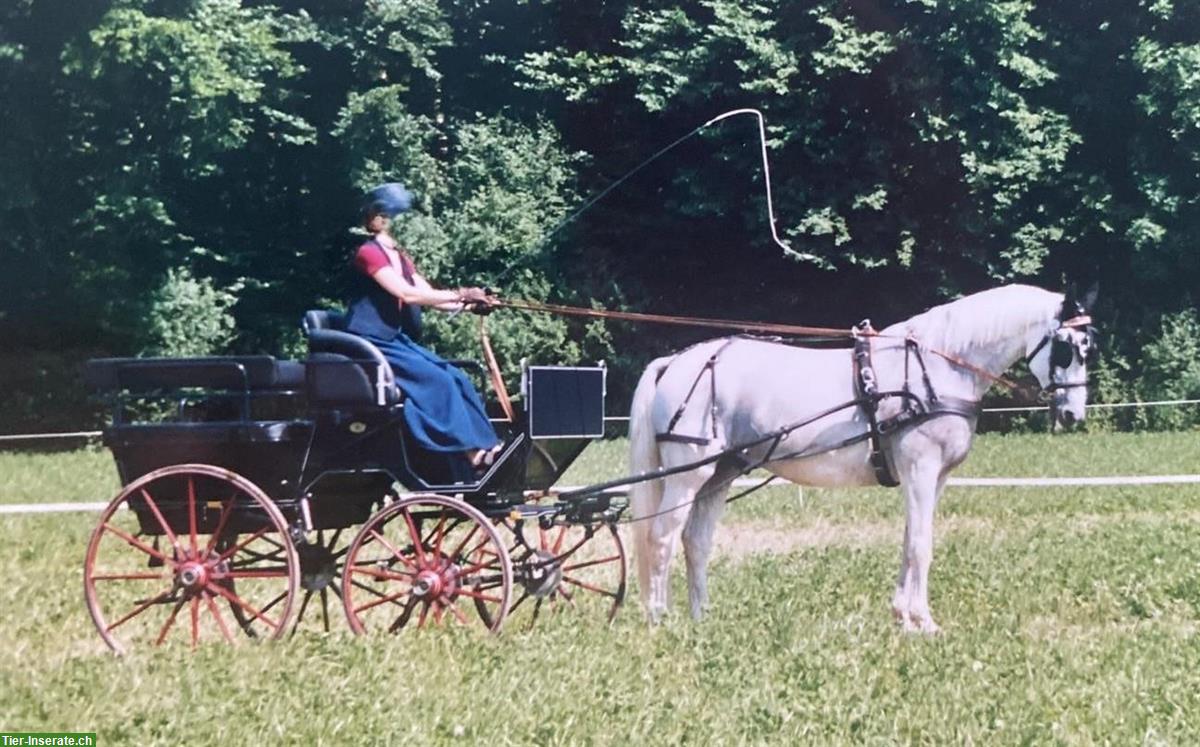 Bild 2: Hochwertige, dunkelblaue SW-Wagonette, Ein-/Zweispänner