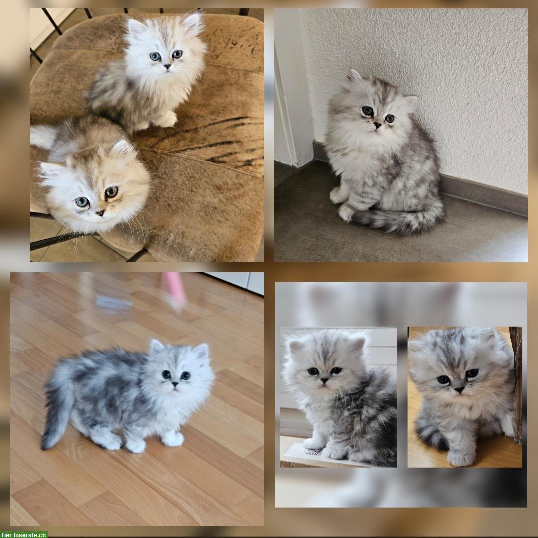 2 süsse Katerli suchen ein Zuhause