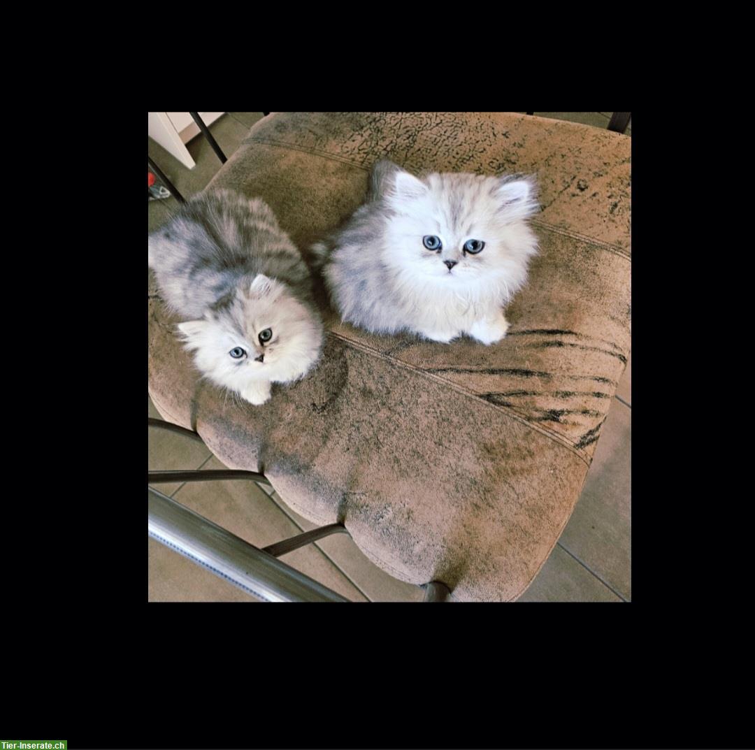 Bild 2: 2 süsse Katerli suchen ein Zuhause