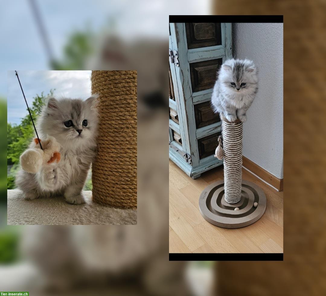 Bild 3: 2 süsse Katerli suchen ein Zuhause