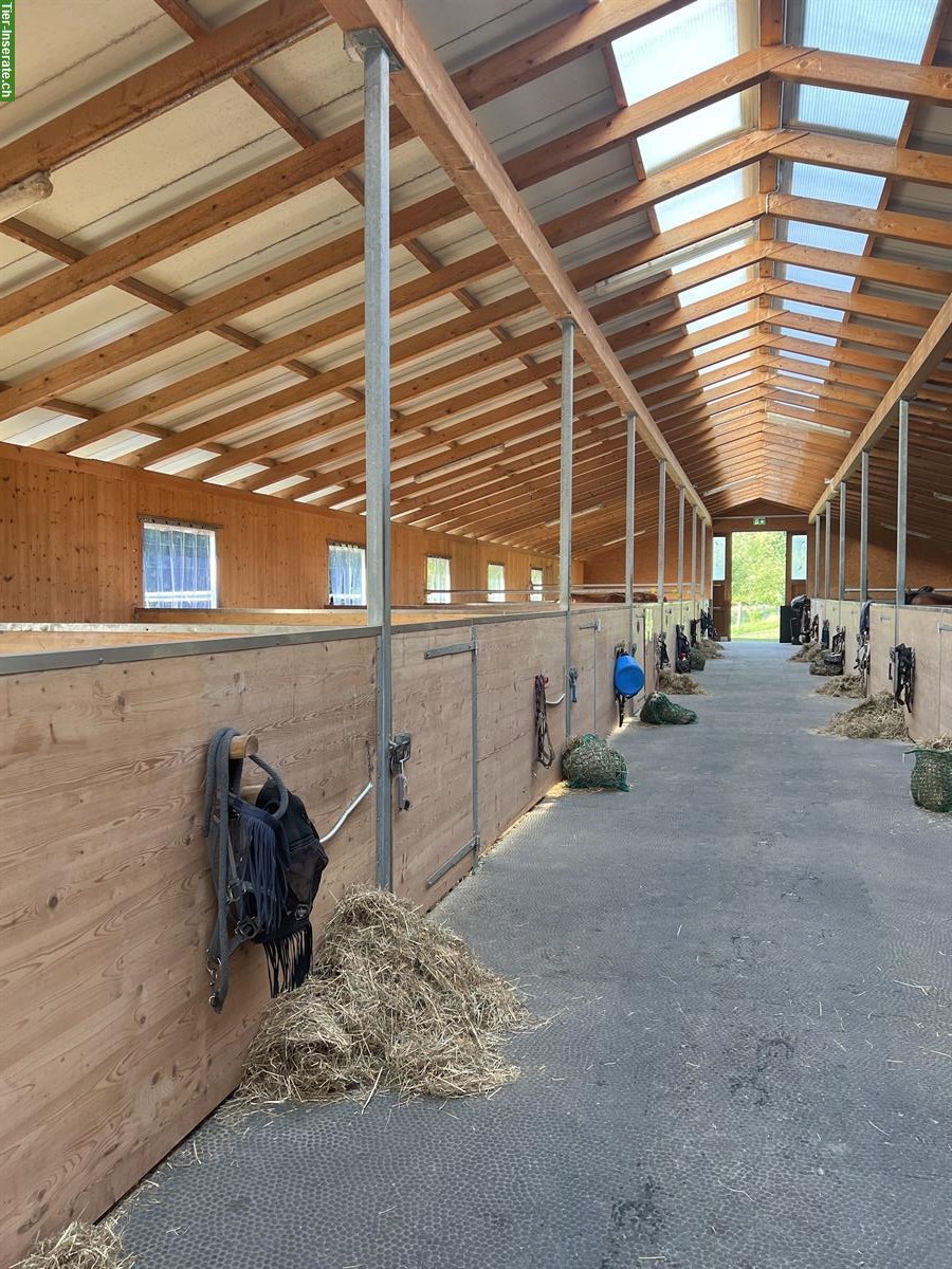 Grosszügige Auslaufboxe in Wittenbach SG