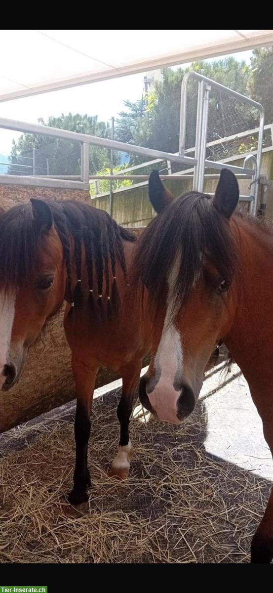 2 wunderschöne Welsh-A Ponys zu verkaufen
