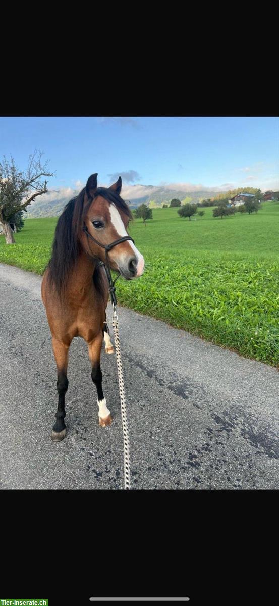 Bild 2: 2 wunderschöne Welsh-A Ponys zu verkaufen