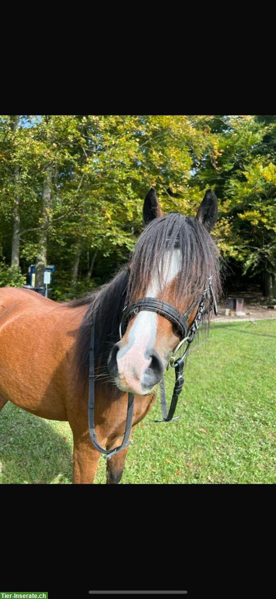 Bild 4: 2 wunderschöne Welsh-A Ponys zu verkaufen