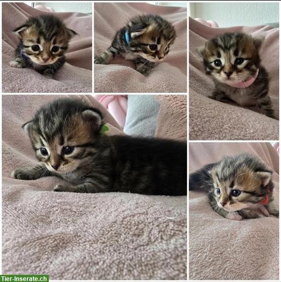 Sibirische Waldkatze Kitten zu verkaufen