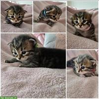 Sibirische Waldkatze Kitten zu verkaufen