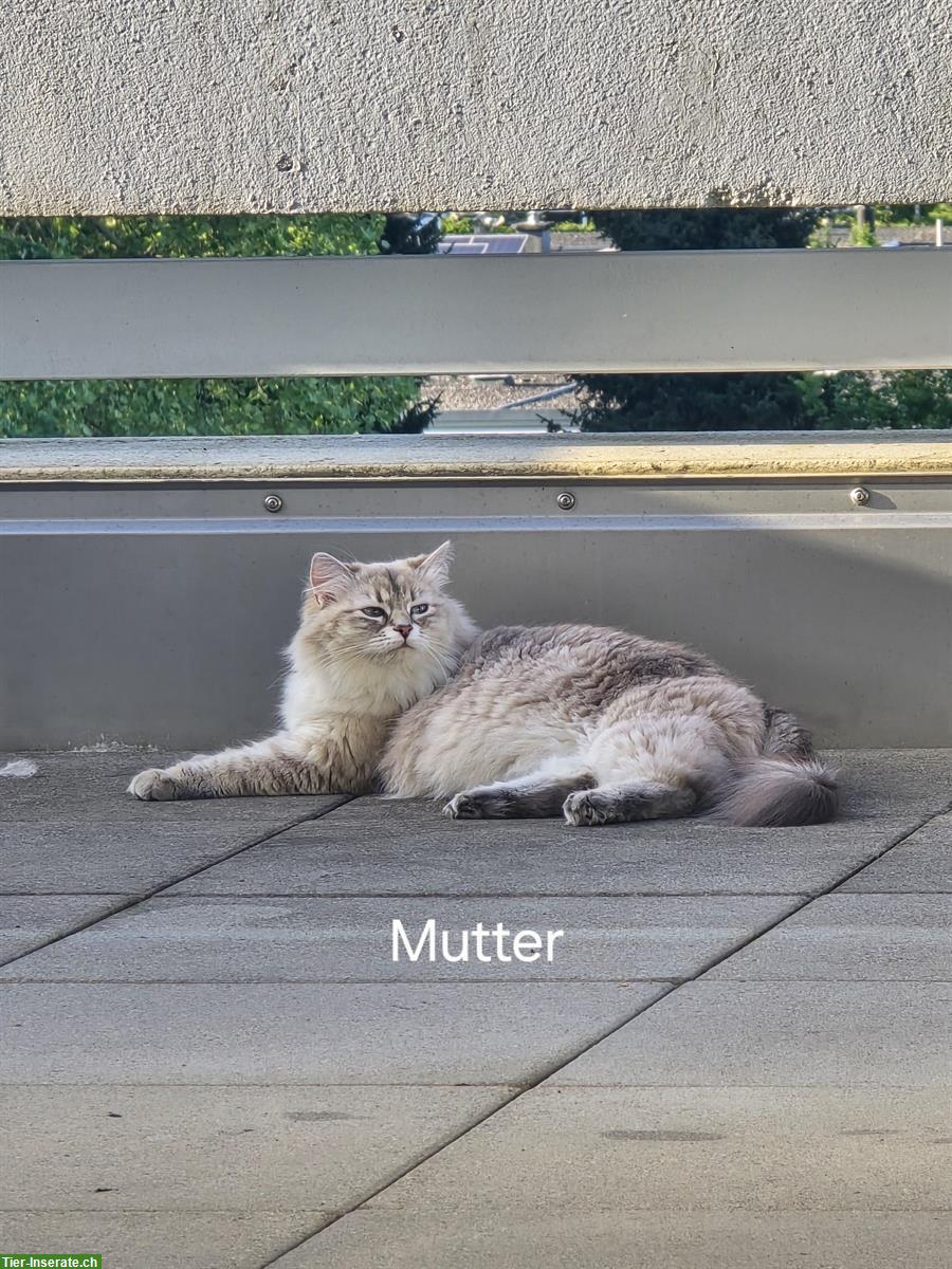 Bild 2: Sibirische Waldkatze Kitten zu verkaufen