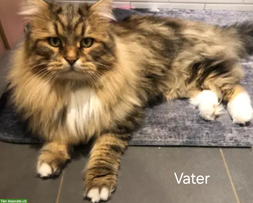 Bild 3: Sibirische Waldkatze Kitten zu verkaufen