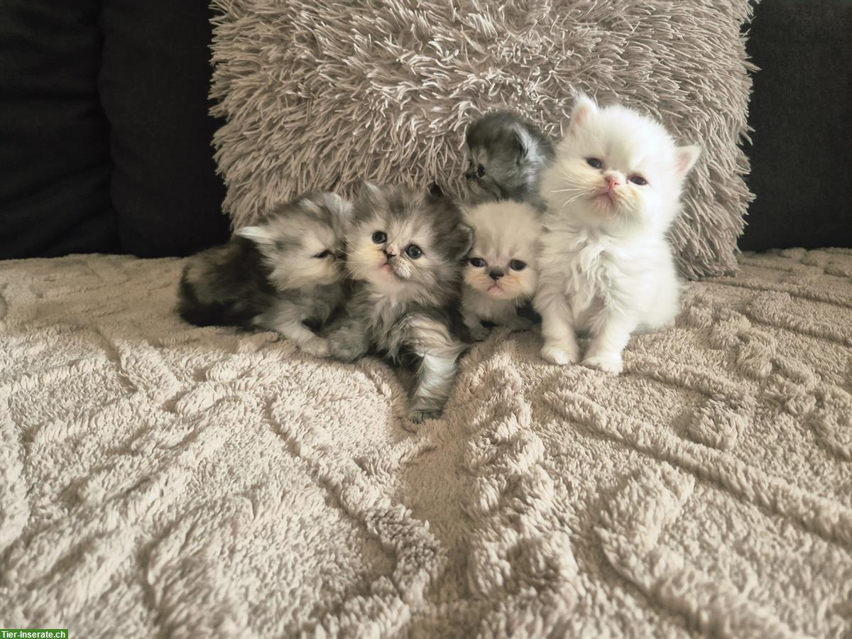 Reinrassige Perser Kitten mit Nase, inkl. Stammbaum