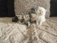 Reinrassige Perser Kitten mit Nase, inkl. Stammbaum