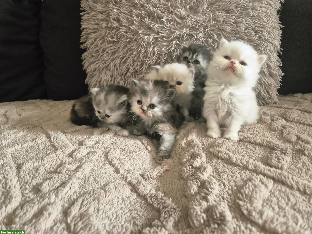 Bild 2: Reinrassige Perser Kitten mit Nase, inkl. Stammbaum