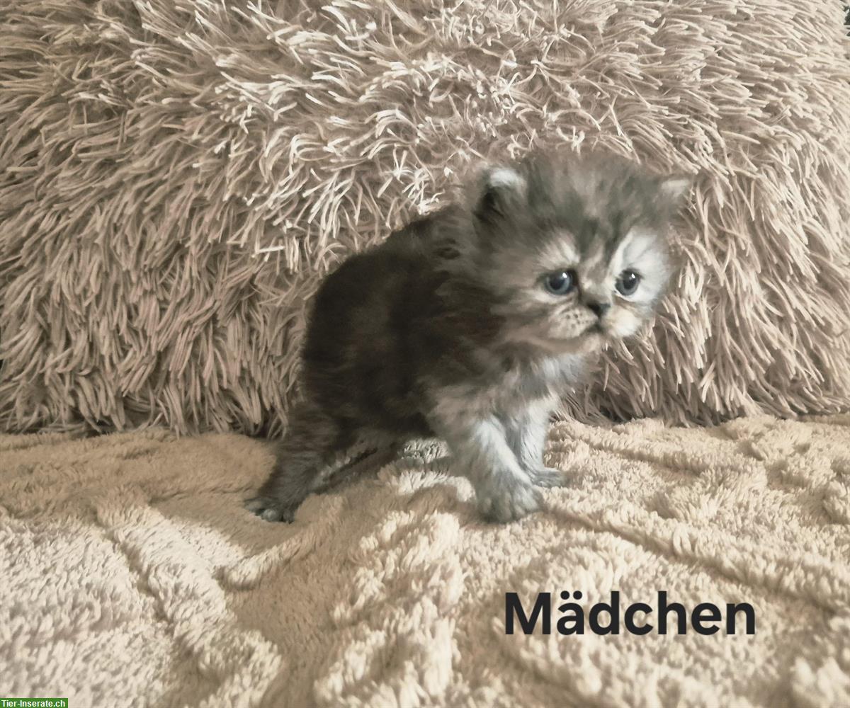 Bild 3: Reinrassige Perser Kitten mit Nase, inkl. Stammbaum