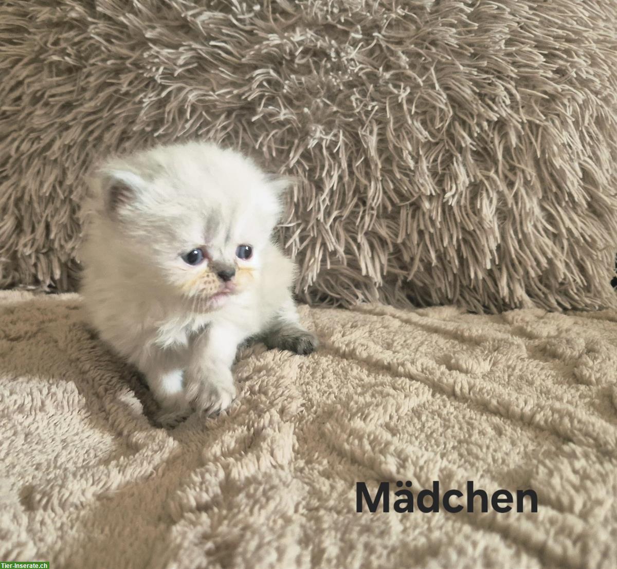 Bild 4: Reinrassige Perser Kitten mit Nase, inkl. Stammbaum