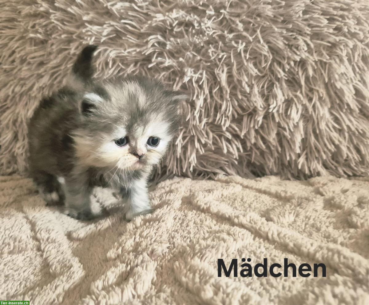 Bild 5: Reinrassige Perser Kitten mit Nase, inkl. Stammbaum
