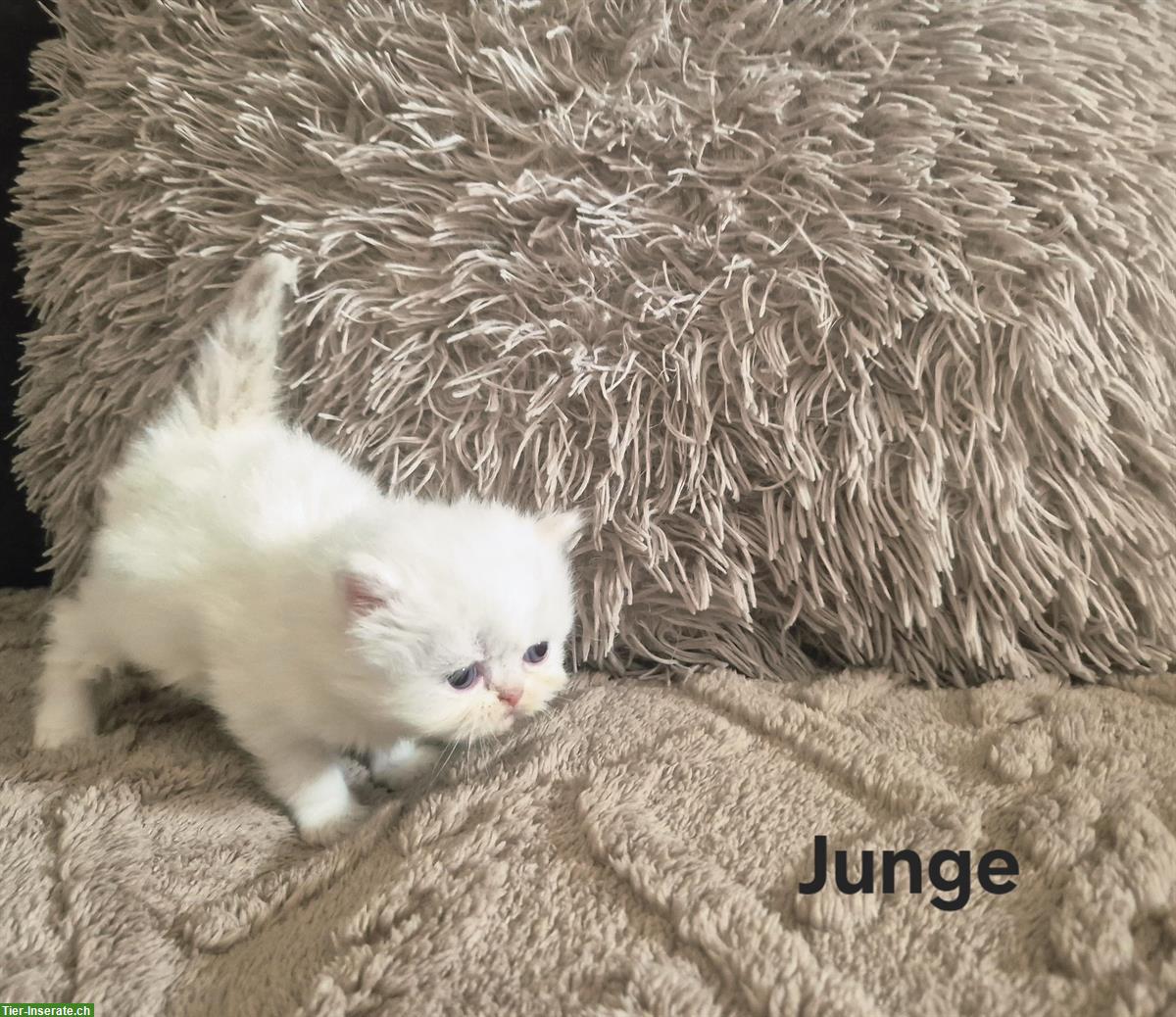 Bild 6: Reinrassige Perser Kitten mit Nase, inkl. Stammbaum
