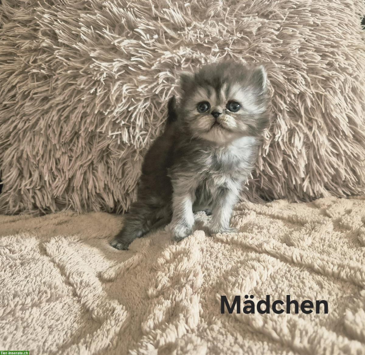 Bild 7: Reinrassige Perser Kitten mit Nase, inkl. Stammbaum