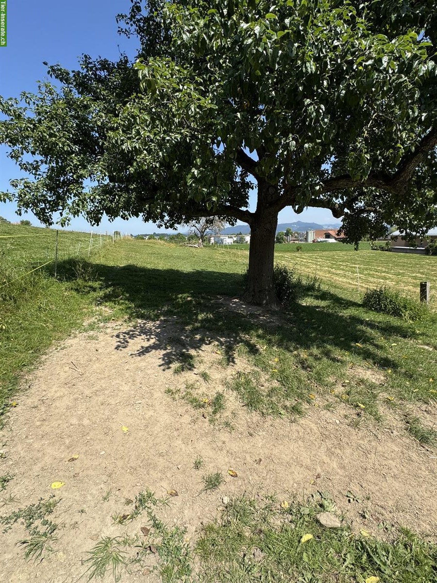 Bild 2: Bieten Pferdestall mit Auslauf für 2 Pferde