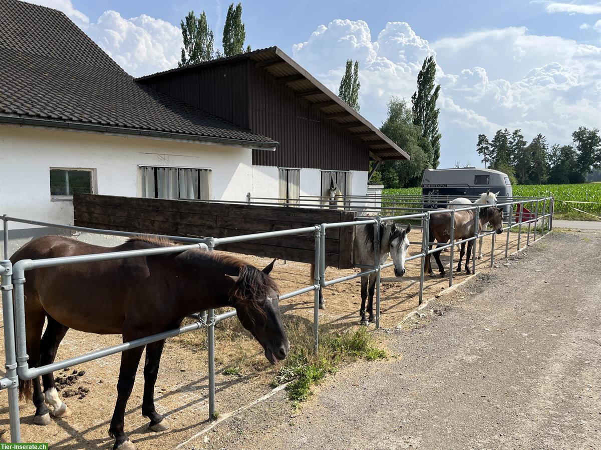 3er oder 4er Stalltrakt zur Selbst- Teilversorgung im Thurgau
