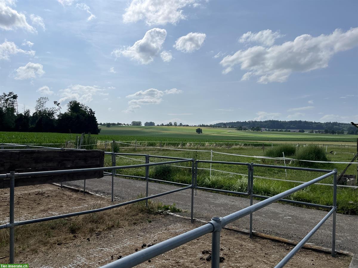 Bild 4: 3er oder 4er Stalltrakt zur Selbst- Teilversorgung im Thurgau