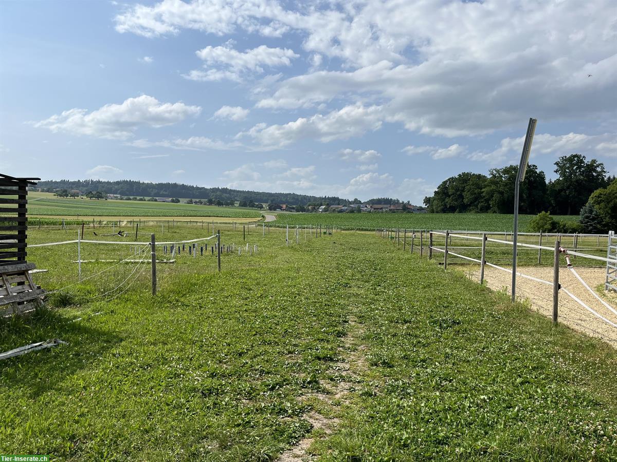 Bild 8: 3er oder 4er Stalltrakt zur Selbst- Teilversorgung im Thurgau