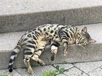 Anhänglicher Bengal Kater, 3-jährig sucht Zuhause mit Auslauf