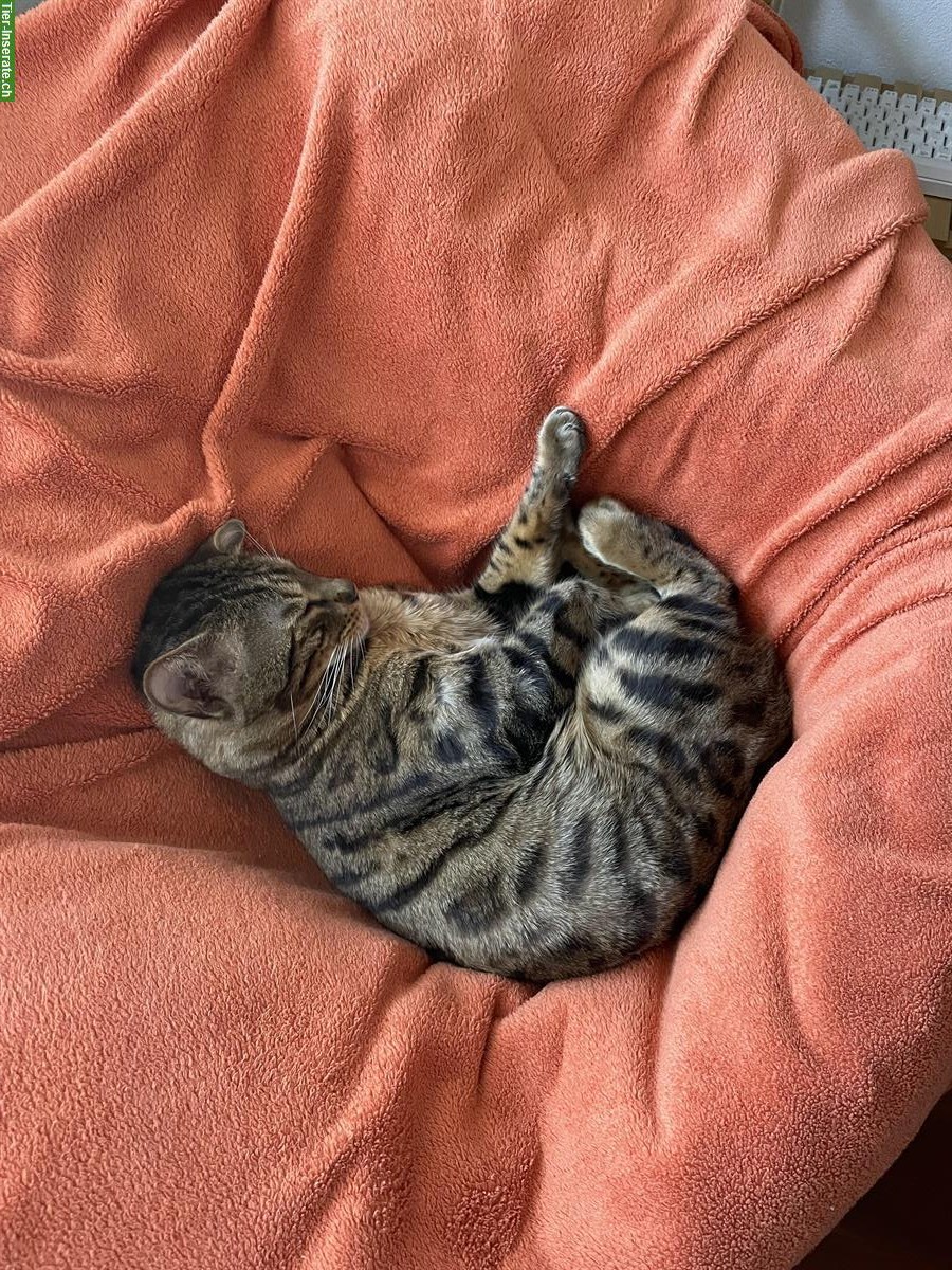 Bild 2: Anhänglicher Bengal Kater, 3-jährig sucht Zuhause mit Auslauf
