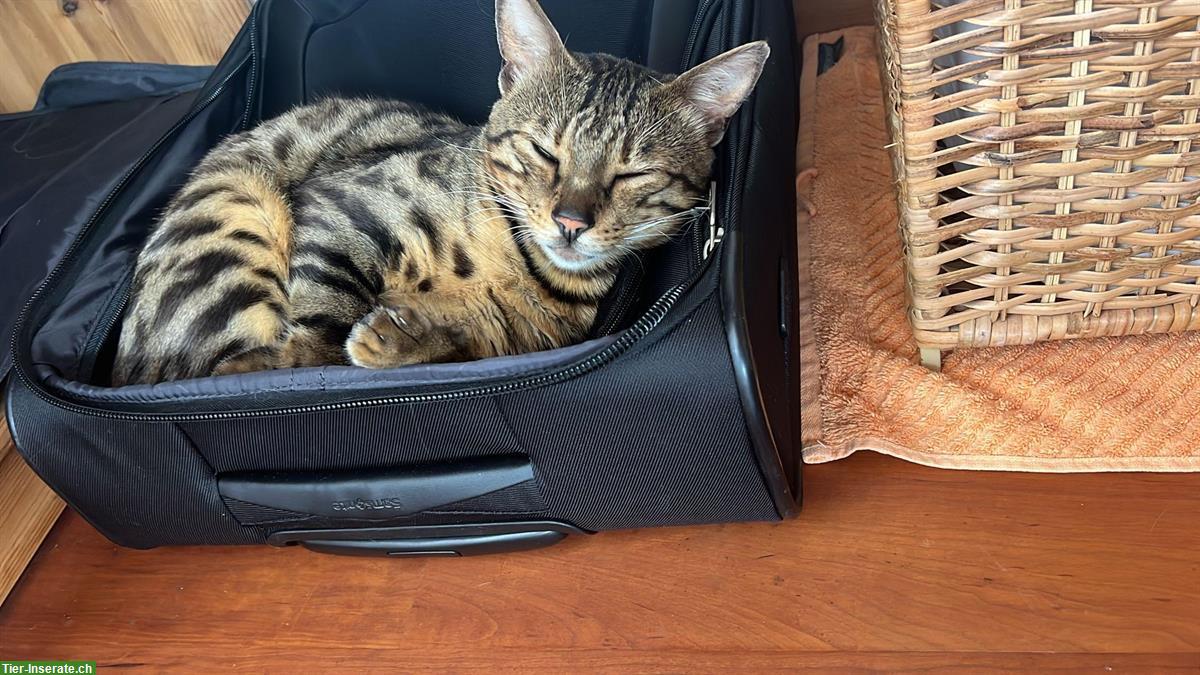 Bild 3: Anhänglicher Bengal Kater, 3-jährig sucht Zuhause mit Auslauf