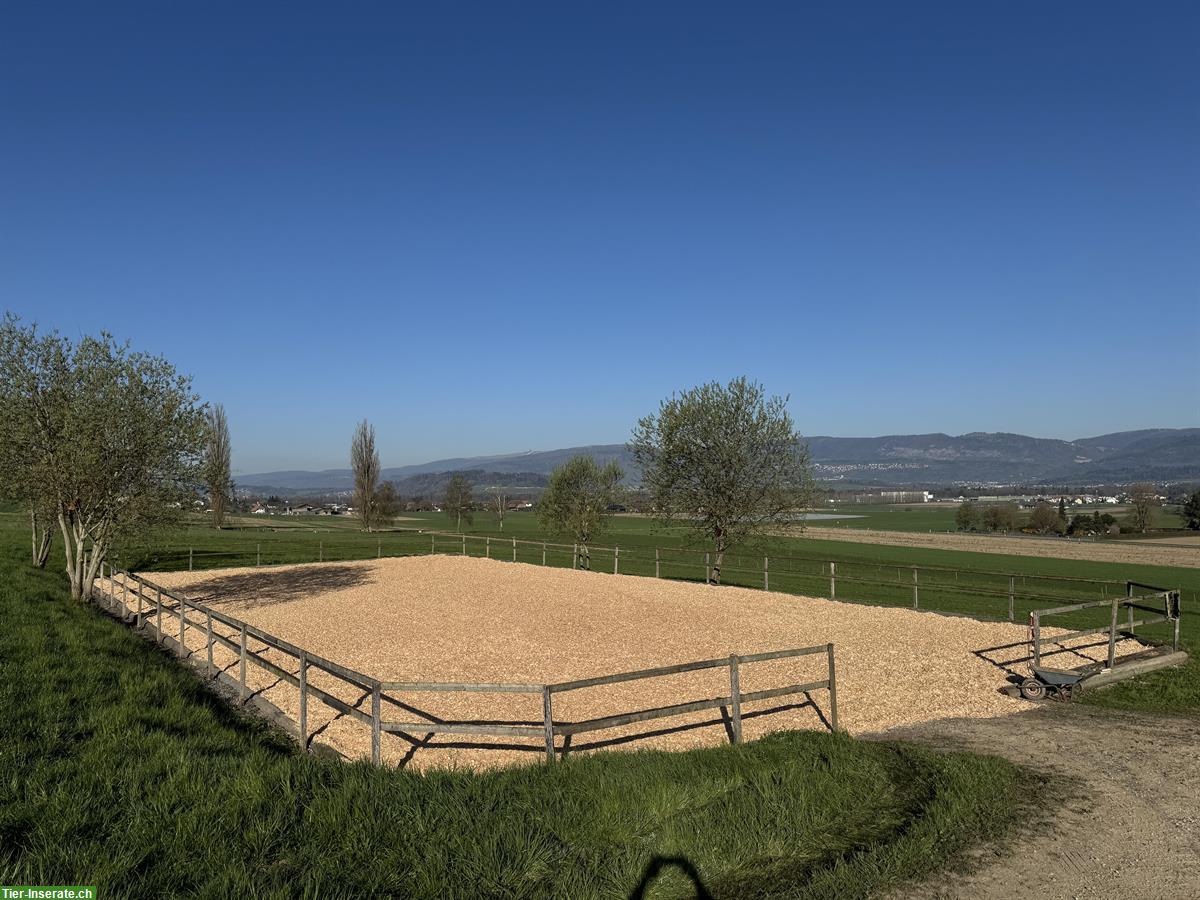Reitplatz zu vermieten, Diessbach bei Büren