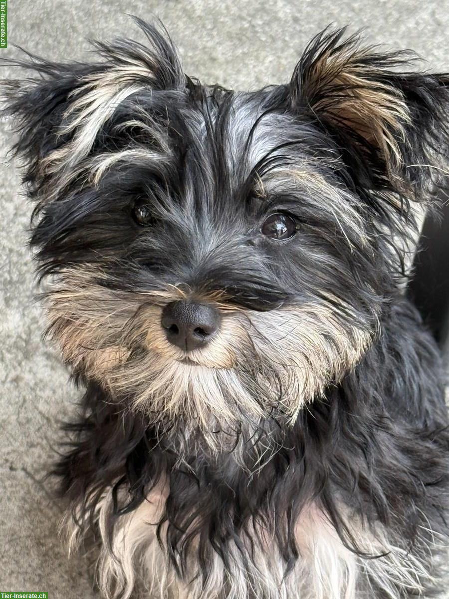 Schnoodle Welpe, weiblich zu vergeben