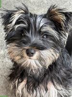 Schnoodle Welpe, weiblich zu vergeben