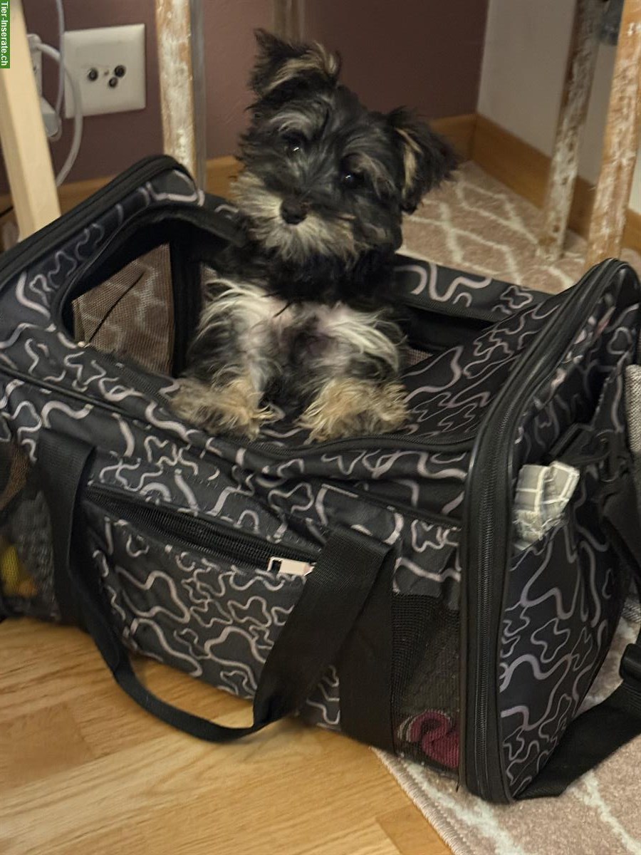 Bild 2: Schnoodle Welpe, weiblich zu vergeben