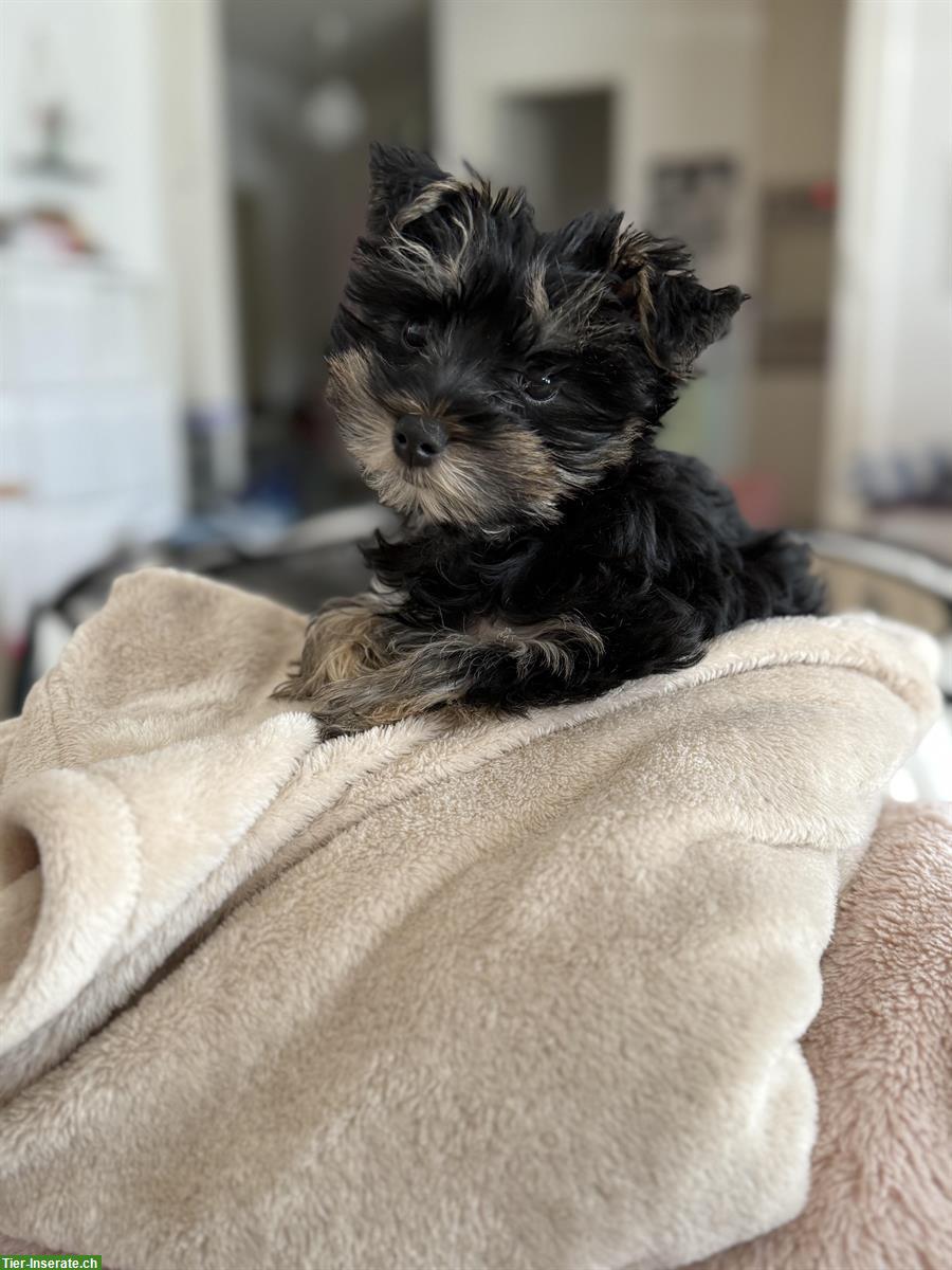 Bild 3: Schnoodle Welpe, weiblich zu vergeben