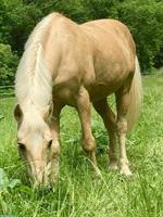 Herzenspferd sucht Für-immer-Zuhause