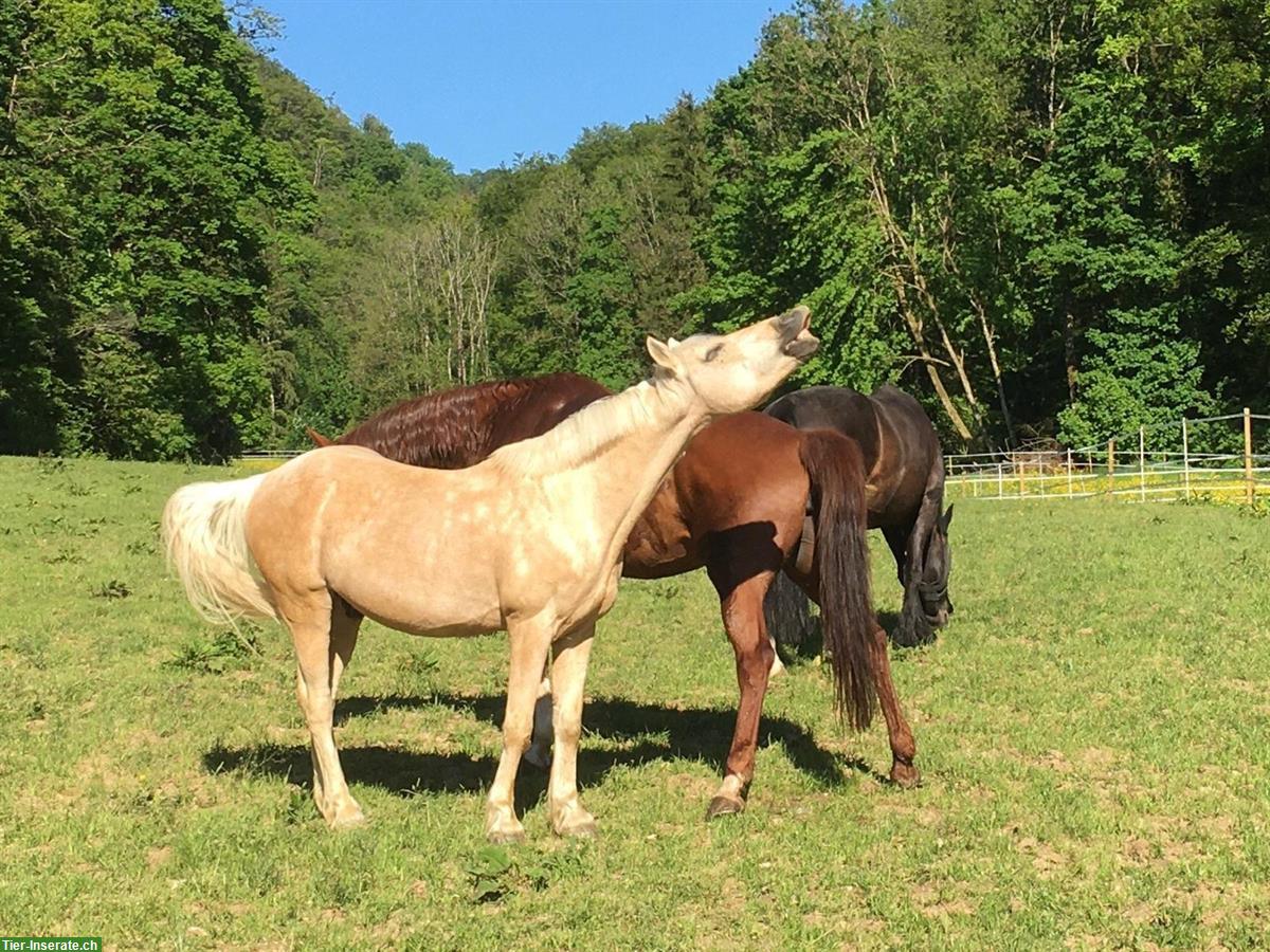 Bild 3: Herzenspferd sucht Für-immer-Zuhause