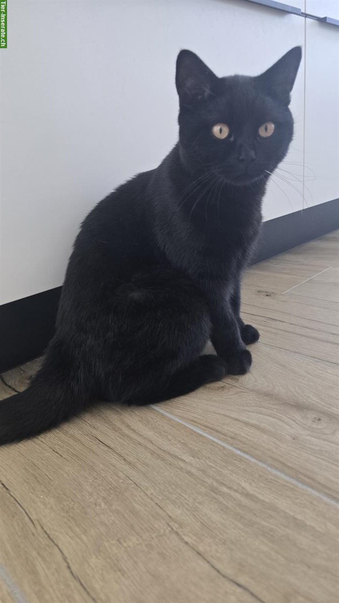 Schwarzer Britisch Kurzhaar Kater, 9 Monate alt
