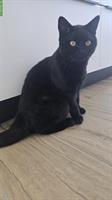 Schwarzer Britisch Kurzhaar Kater, 9 Monate alt