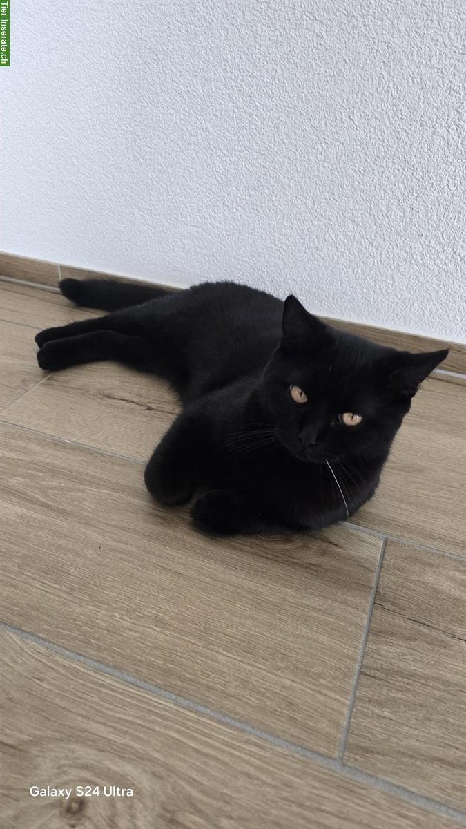 Bild 2: Schwarzer Britisch Kurzhaar Kater, 9 Monate alt