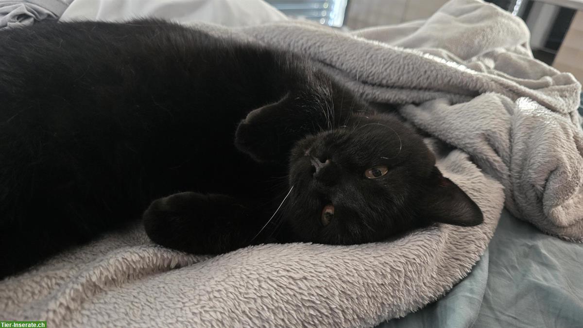 Bild 3: Schwarzer Britisch Kurzhaar Kater, 9 Monate alt
