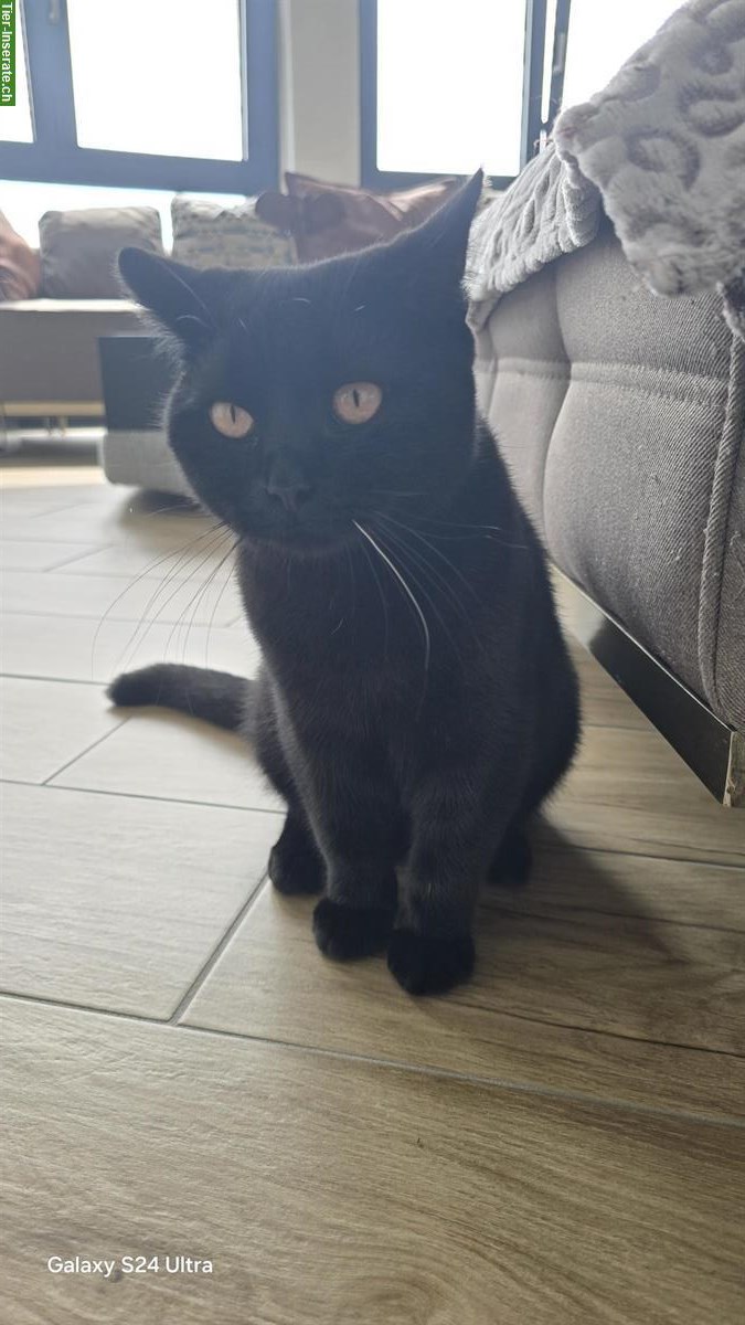 Bild 5: Schwarzer Britisch Kurzhaar Kater, 9 Monate alt