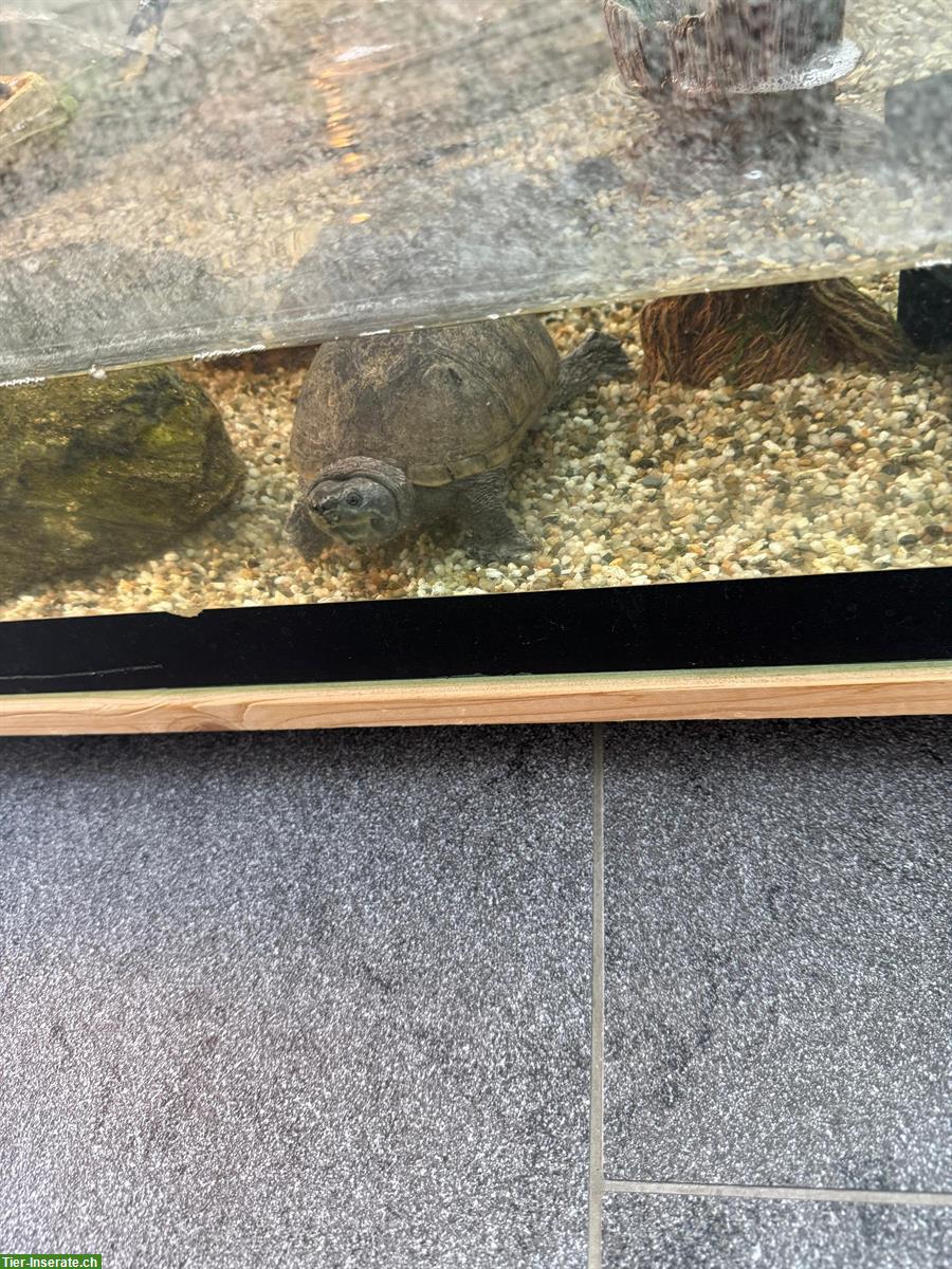 Moschusschildkröte mit Aquarium zu verkaufen